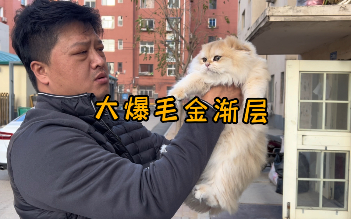 大爆毛金渐层长毛猫!哔哩哔哩bilibili