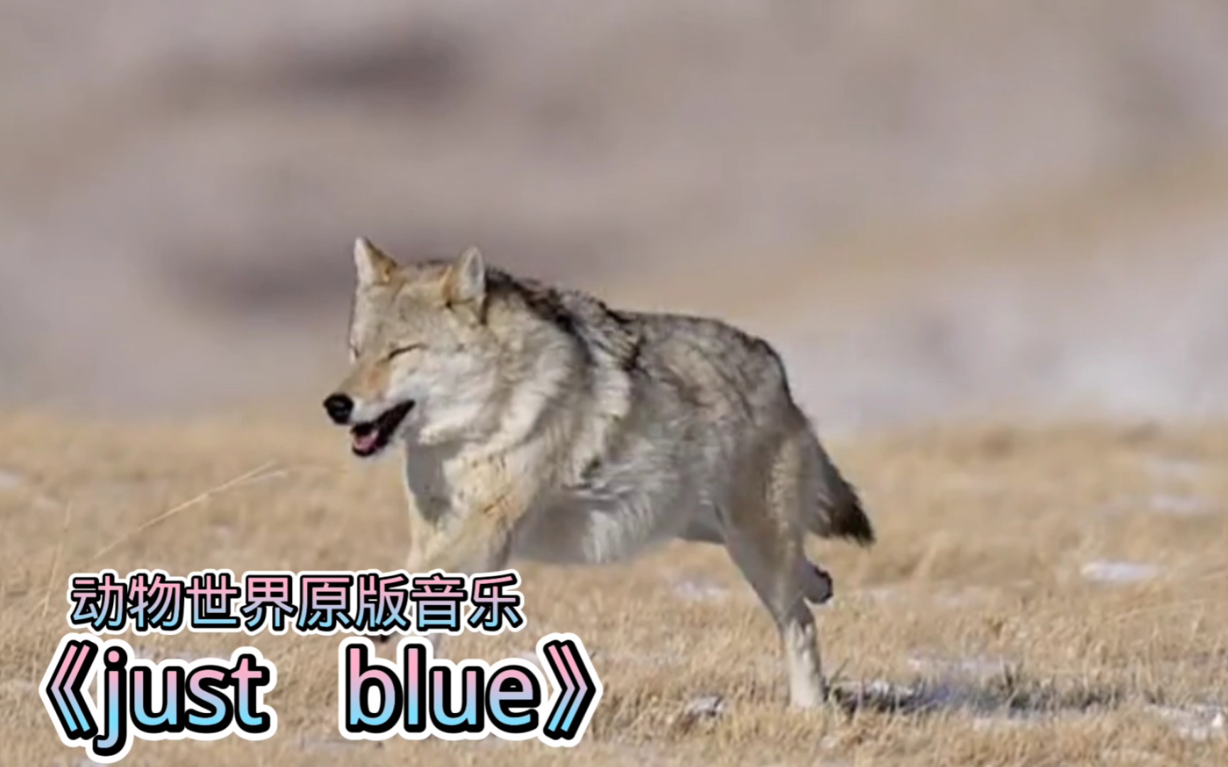 动物世界原版音乐《just blue》哔哩哔哩bilibili