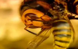 虎头蜂_ 搜索结果_哔哩哔哩_Bilibili