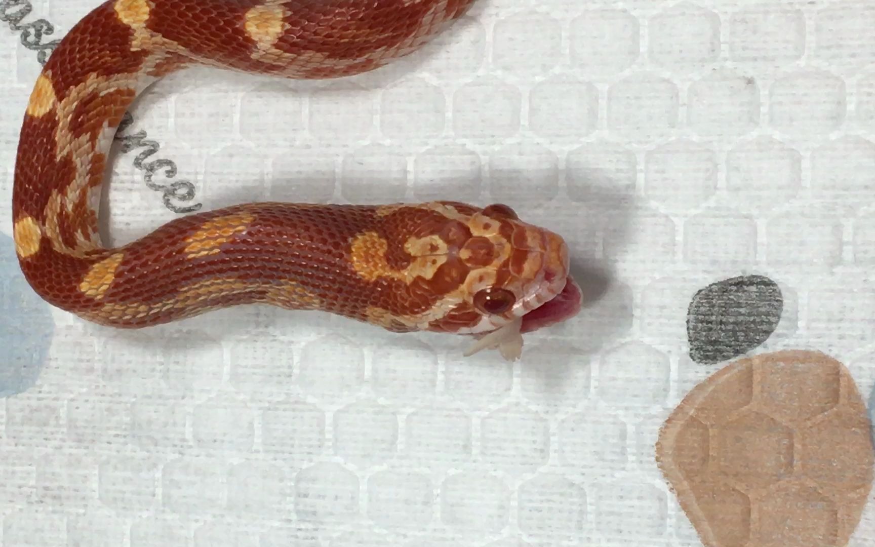 玉米蛇白化红显直图片