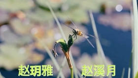 儿歌 古诗 小池 杨万里 部编人教版一年级语文下册 Yw01b 068 哔哩哔哩 つロ干杯 Bilibili