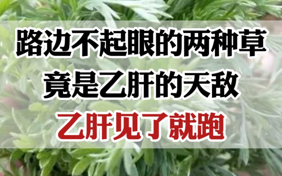 路边不起眼的两种草,竟是乙肝的天敌,乙肝见了就跑哔哩哔哩bilibili