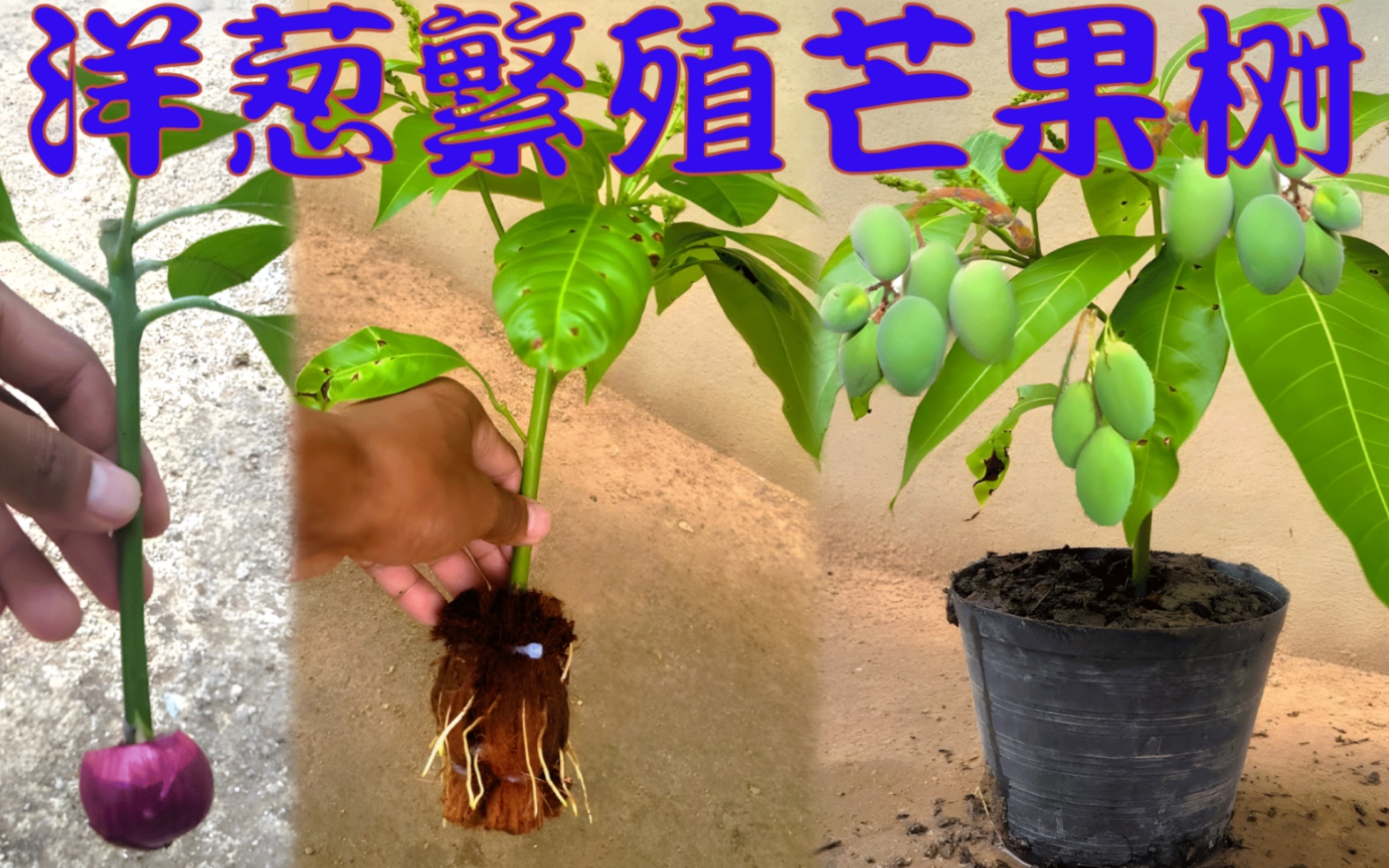 在家也能繁殖芒果树,不仅简单实用,而且生长速度快,值得一试_哔哩哔哩