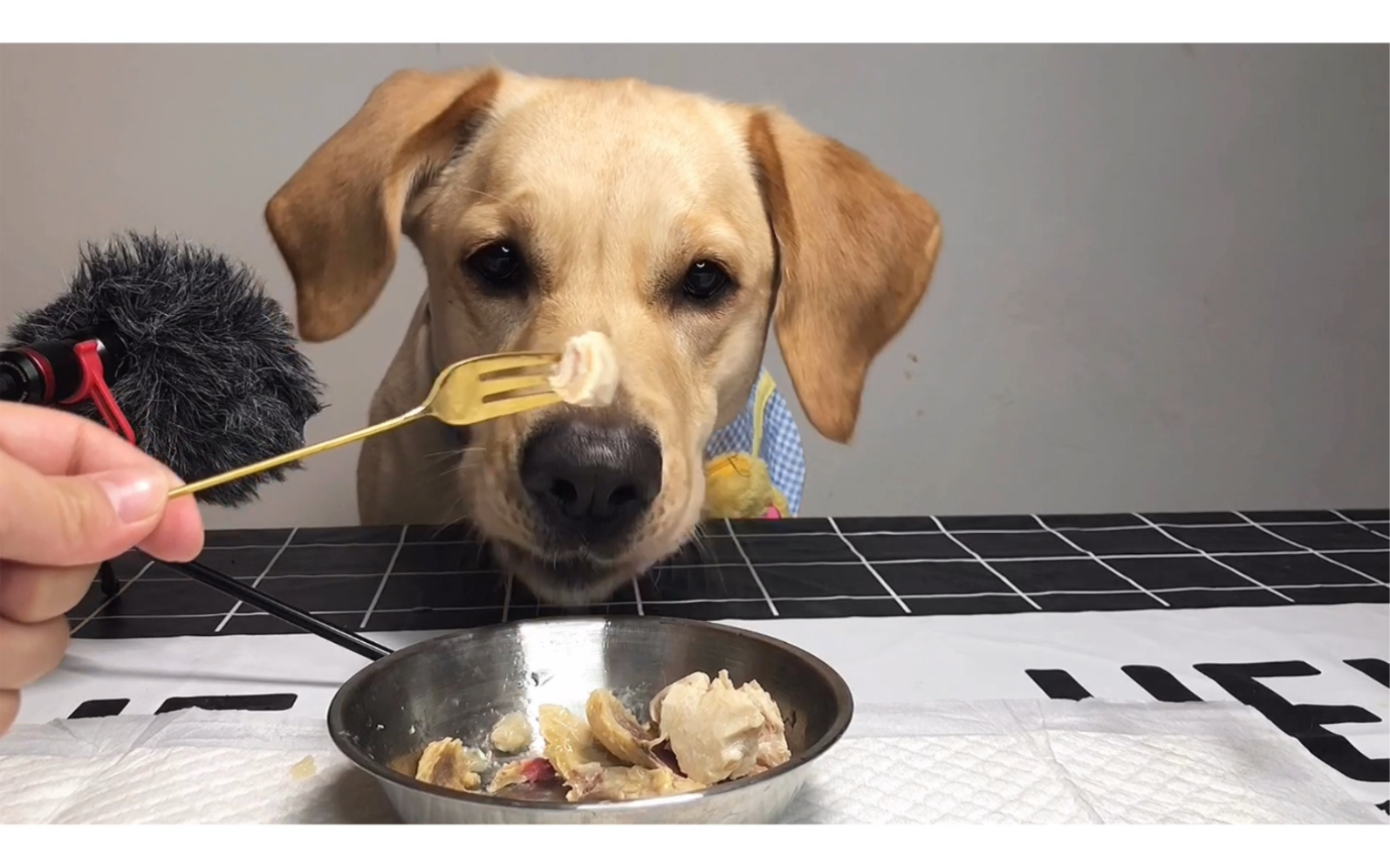 宠物吃播 今天不减肥啦,中午吃到肉肉了,开心