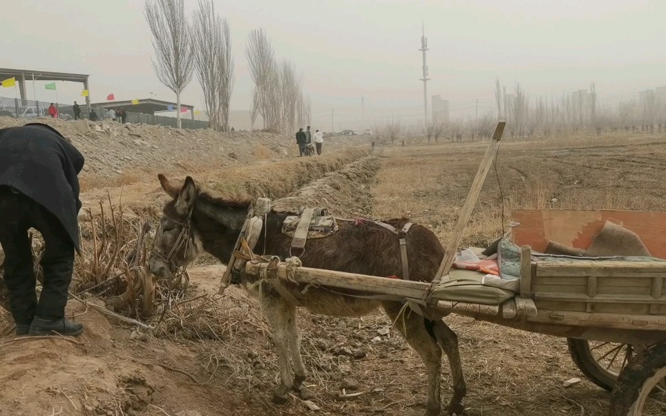 赶着驴车逛巴扎