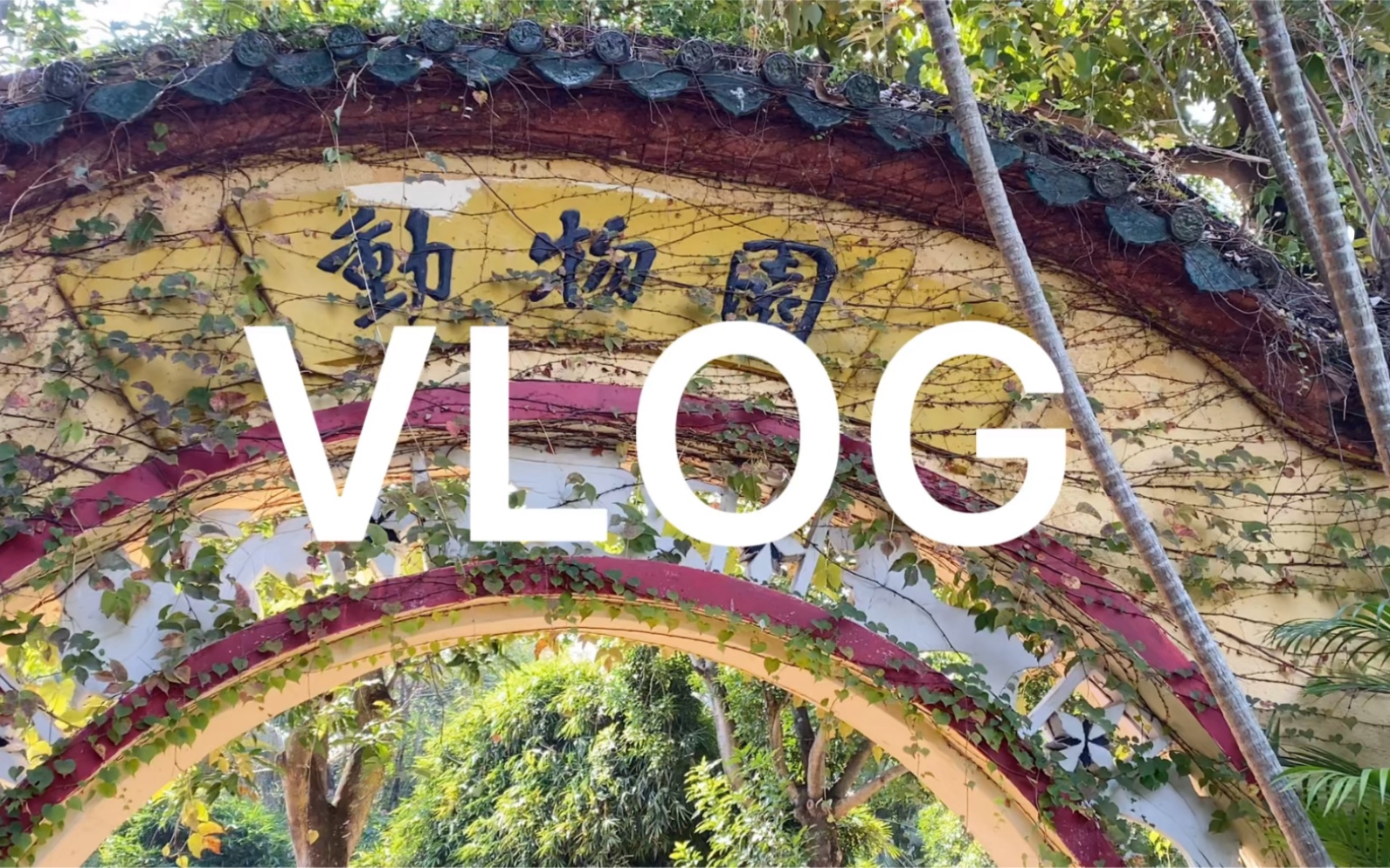 68 vlog 69 ## 去漳州市动物园玩/好多动物/孔雀/天鹅/白虎/鸵鸟