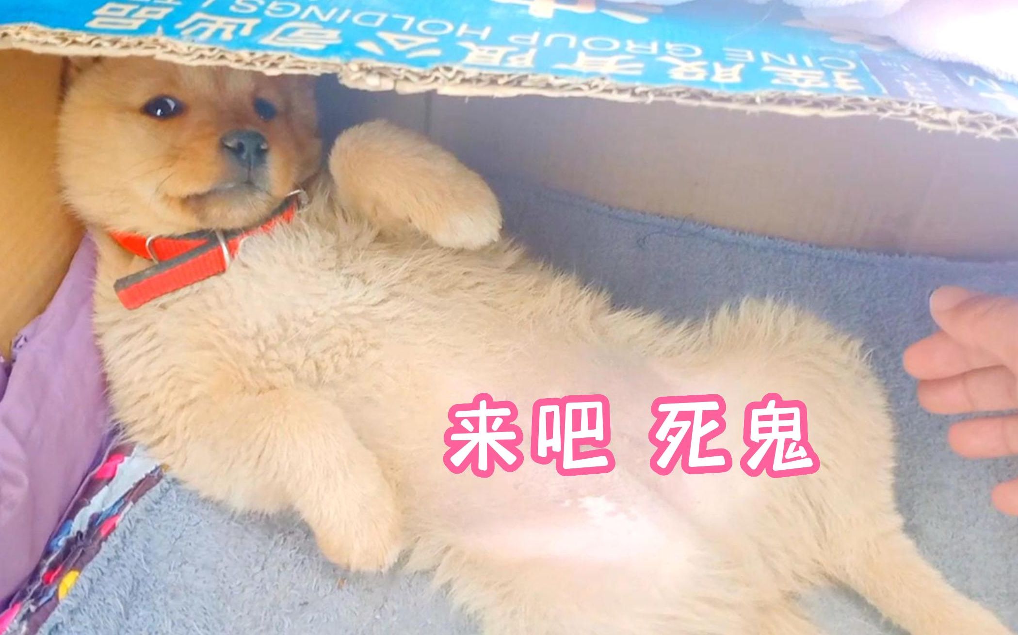 要是主人的话 那里还是可以的