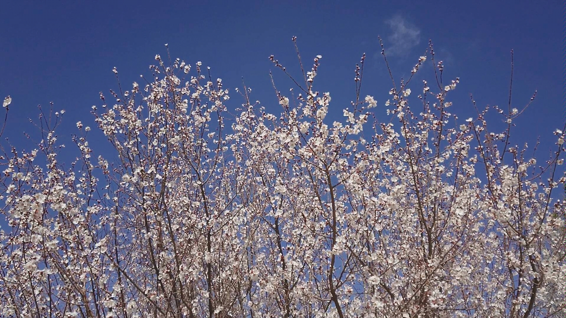 清明时节——繁花缤纷(索尼xzp拍摄960fps)