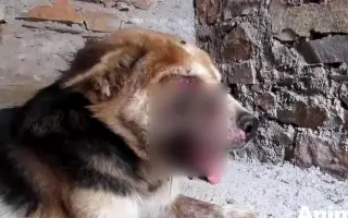 蛆虫犬 搜索结果 哔哩哔哩 Bilibili