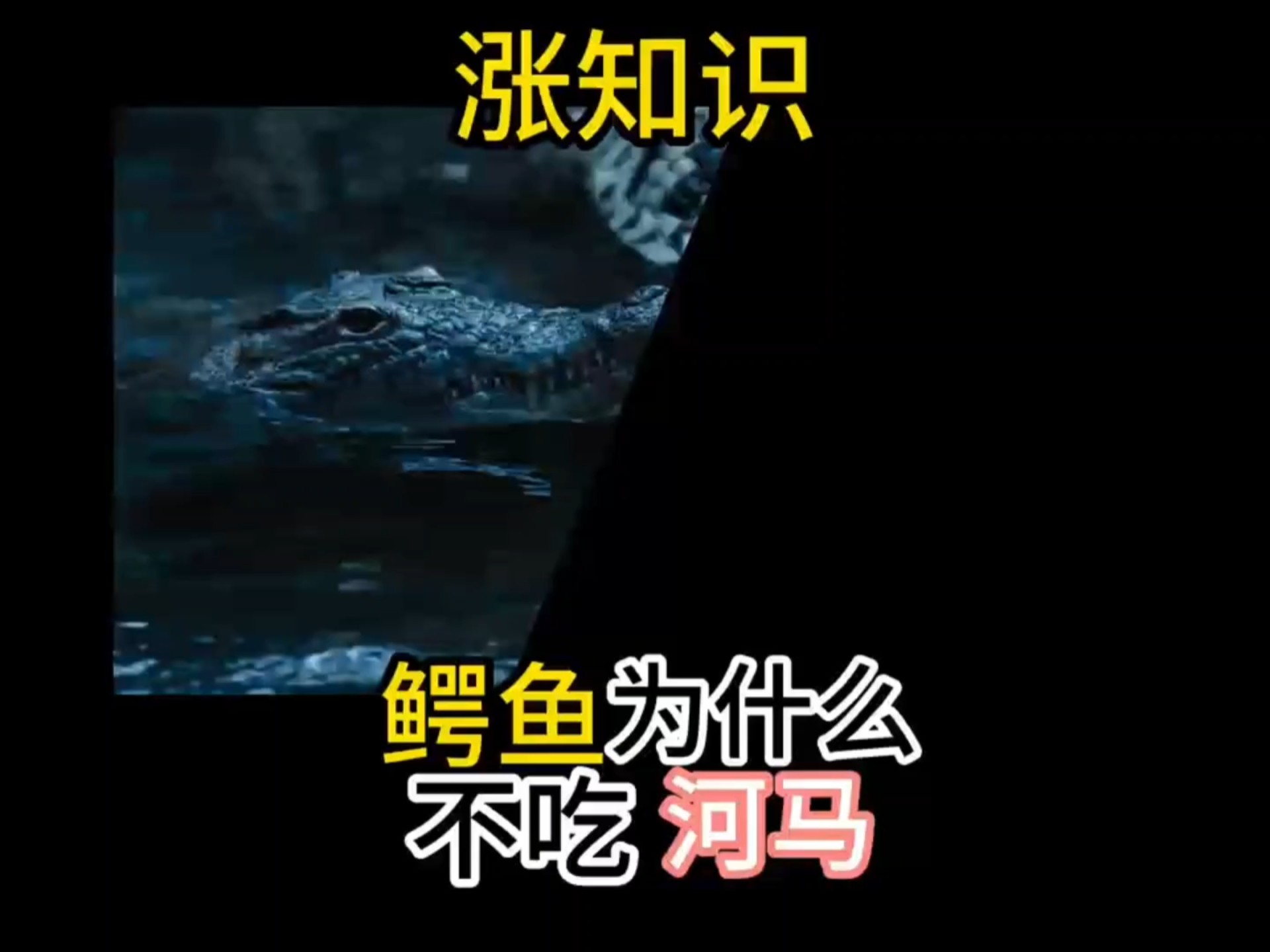 鳄鱼为什么不吃水豚为什么在线 鳄鱼为什么不吃水豚为什么在线