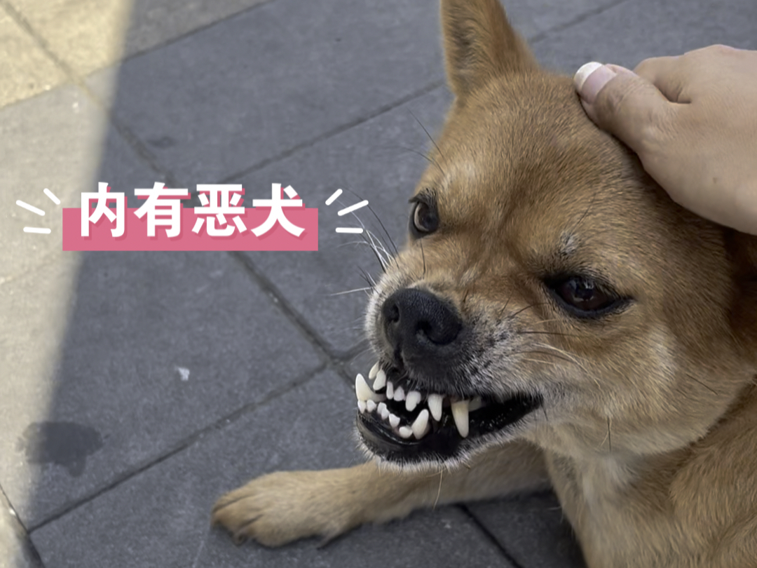 内有恶犬 可放心食用版