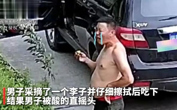 李子树频频被路人采摘但每次却只摘一个,知道原因的果农哭笑不得哔哩哔哩bilibili