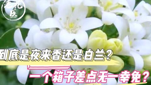 夜来香 只在夜晚盛放的花 听起来神秘 养起来简单 哔哩哔哩