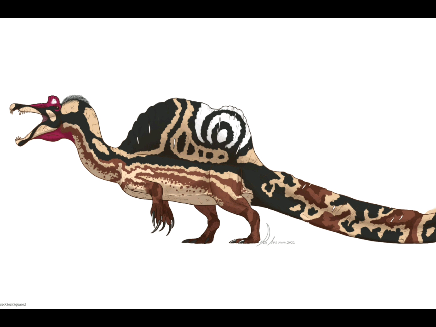 奥沙拉龙(oxalaia)是一种发现与巴西的大型棘龙类,生活在晚侏罗纪时期