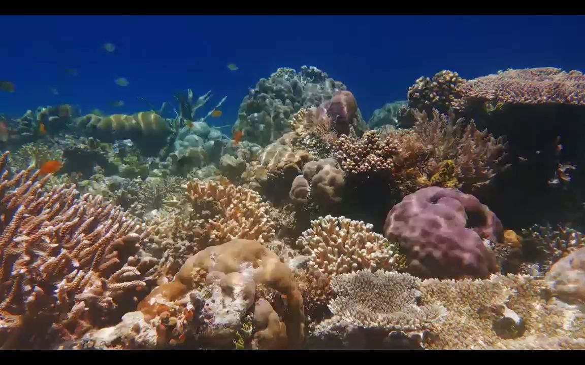 e728 唯美夢幻海洋生物海洋動物海豚魚類珊瑚海洋館水族館藍色科技3d