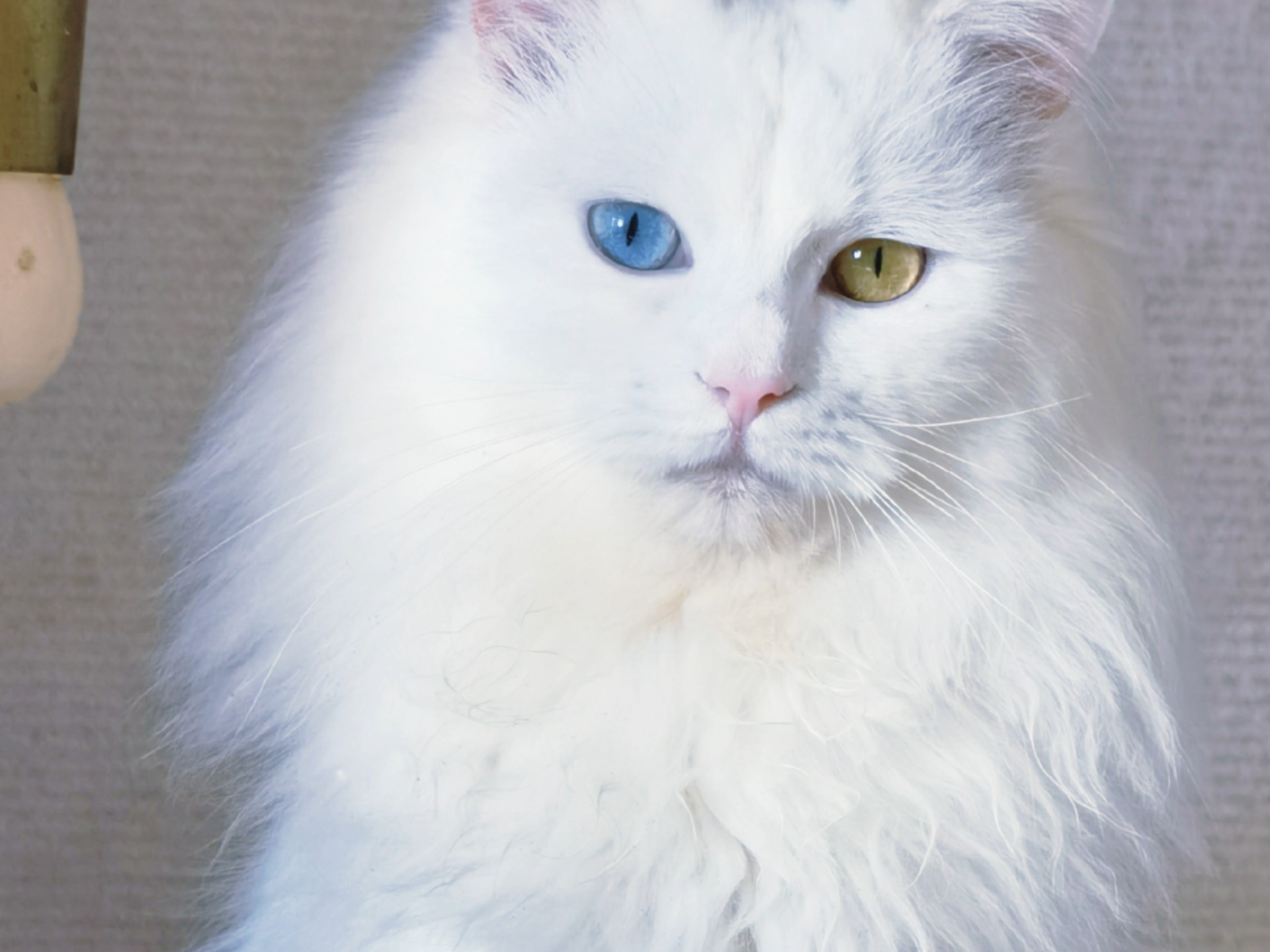 纯白异瞳狮子猫梦中情猫