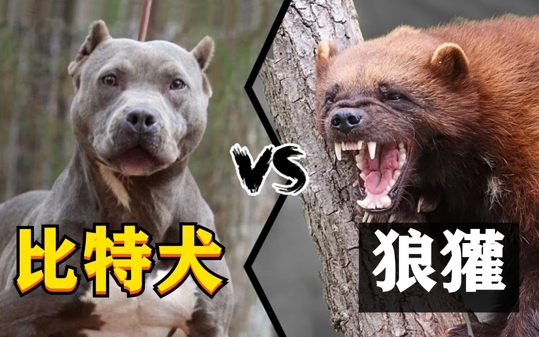 狼獾vs比特图片