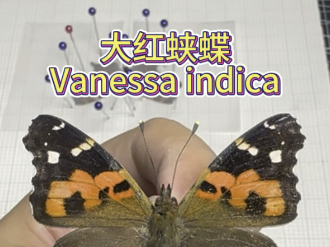 大红蛱蝶 Vanessa indica哔哩哔哩bilibili