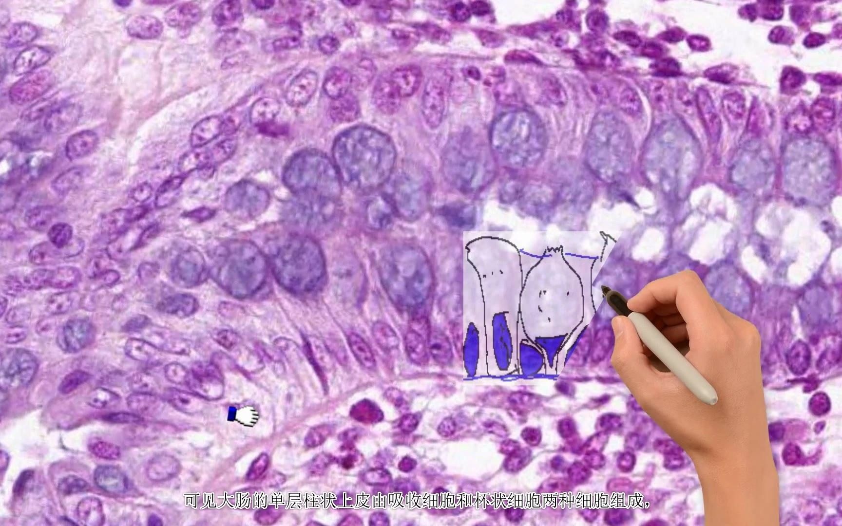 《组织学与胚胎学》实验课讲解视频—上皮组织—单层柱状上皮哔哩哔哩bilibili