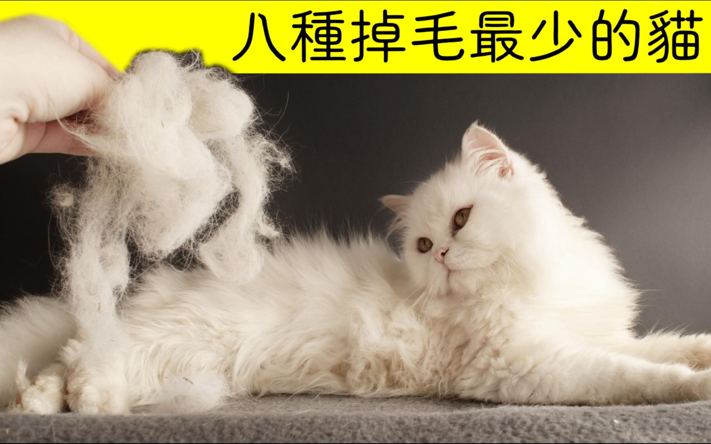 不想吸猫毛? 八种掉毛最少的猫品种哔哩哔哩bilibili