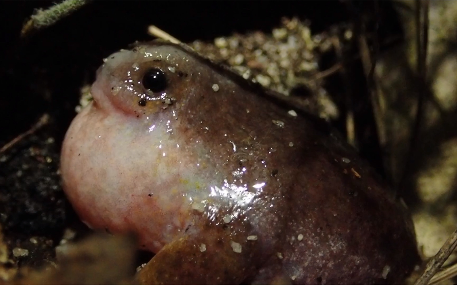 世界上最少见的蛙之一古氏龟蟾