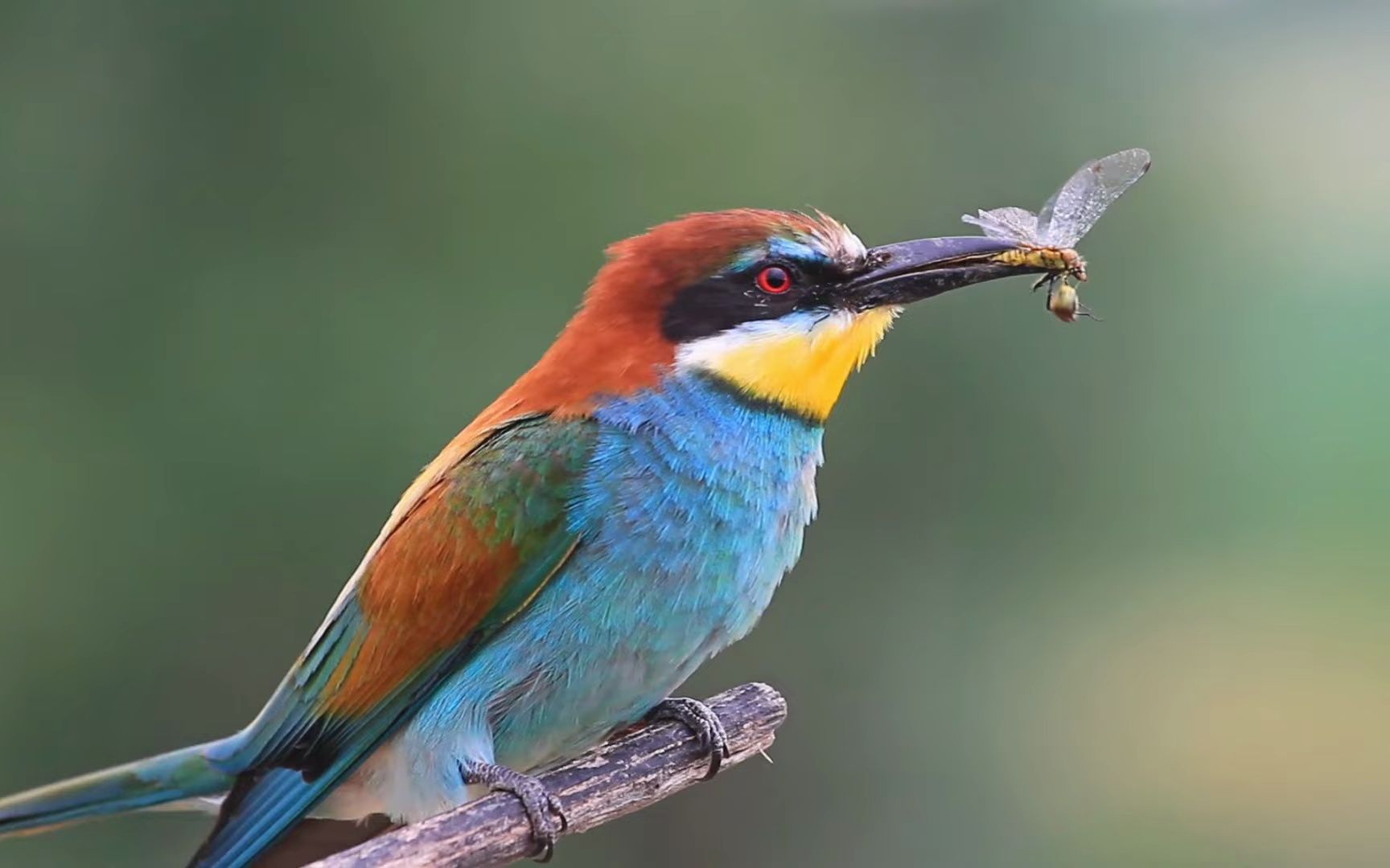 小动物捕食瞬间