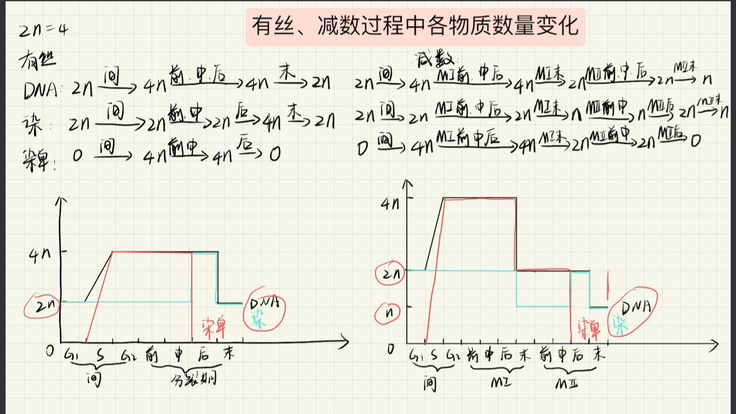 【高中生物】|有絲減數過程中dna,染色體,染色單體的數量變化