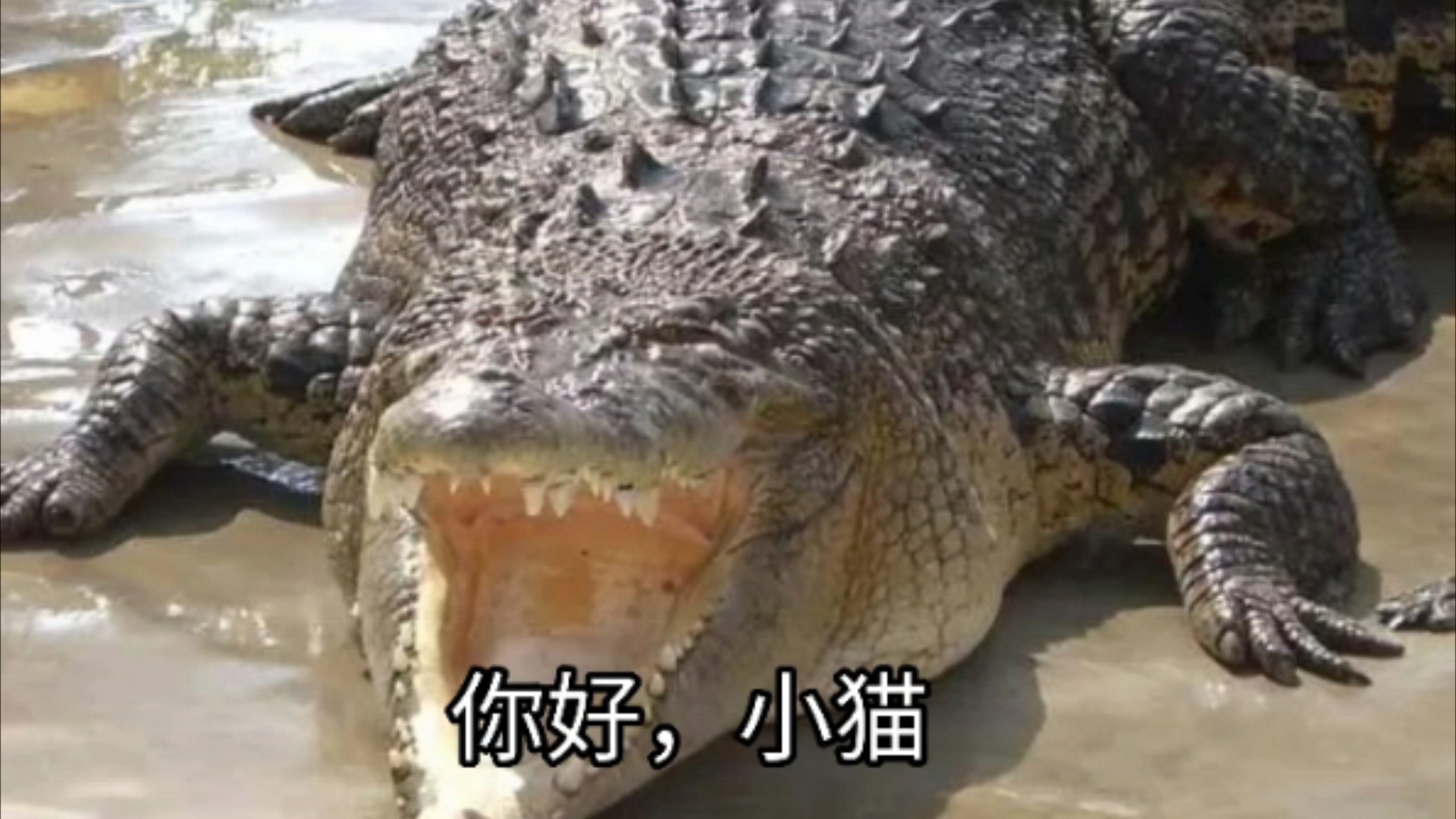 鳄鱼与小猫的对话,看哭全体爱猫人