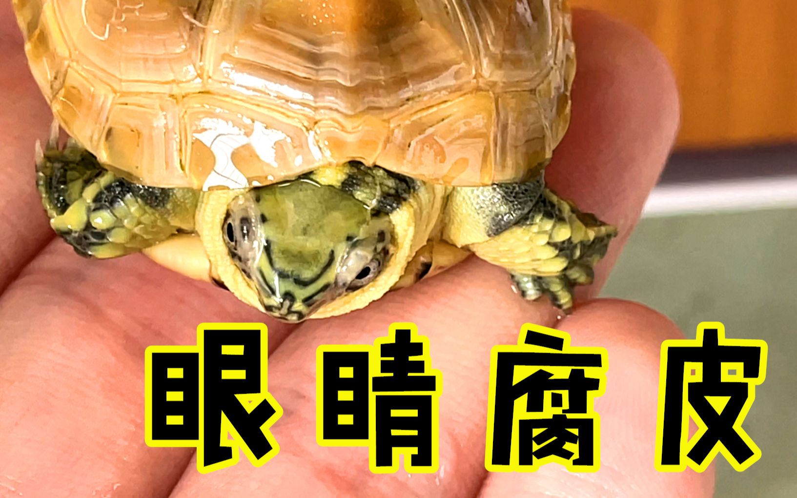 【ygh】虎纹草龟最近眼睛居然离奇出现腐皮显现,要不要治疗?