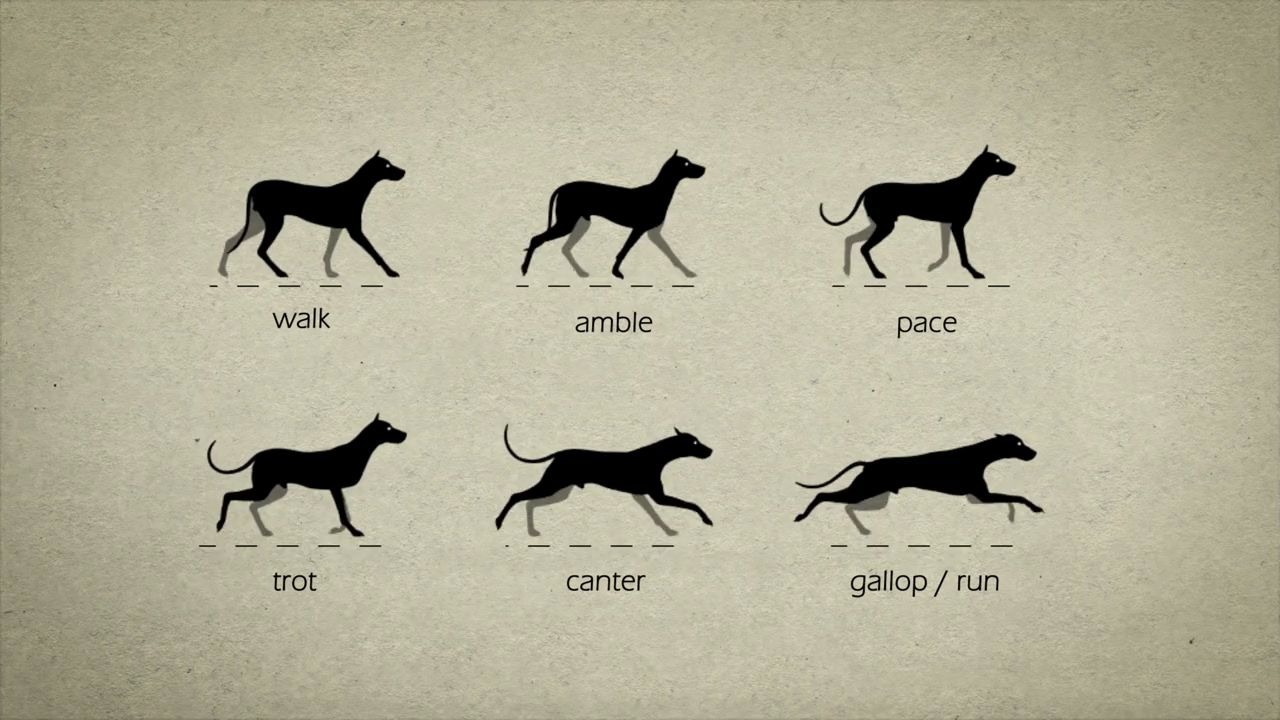 狗运动规律分解图图片