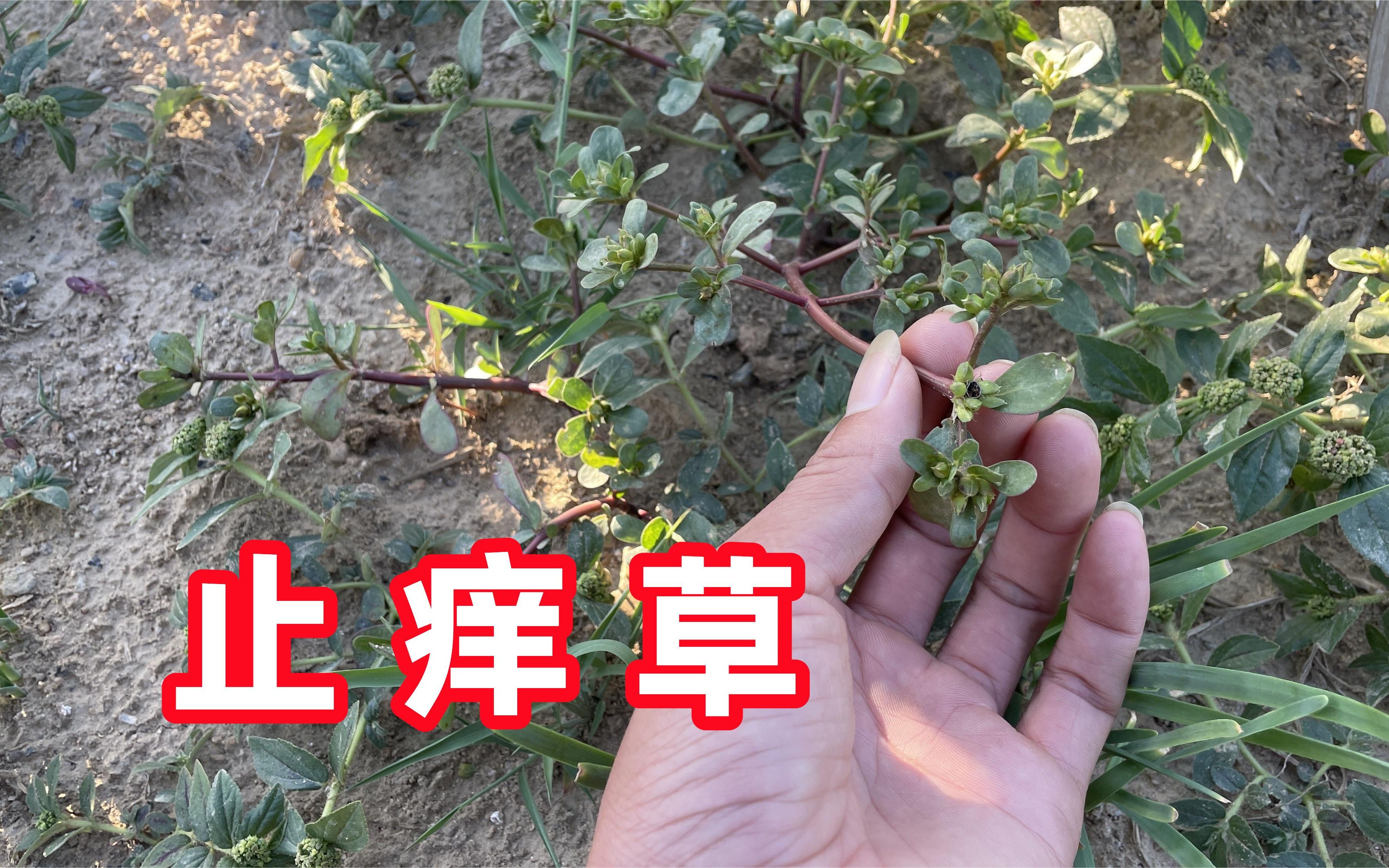 止痒常见的草图片