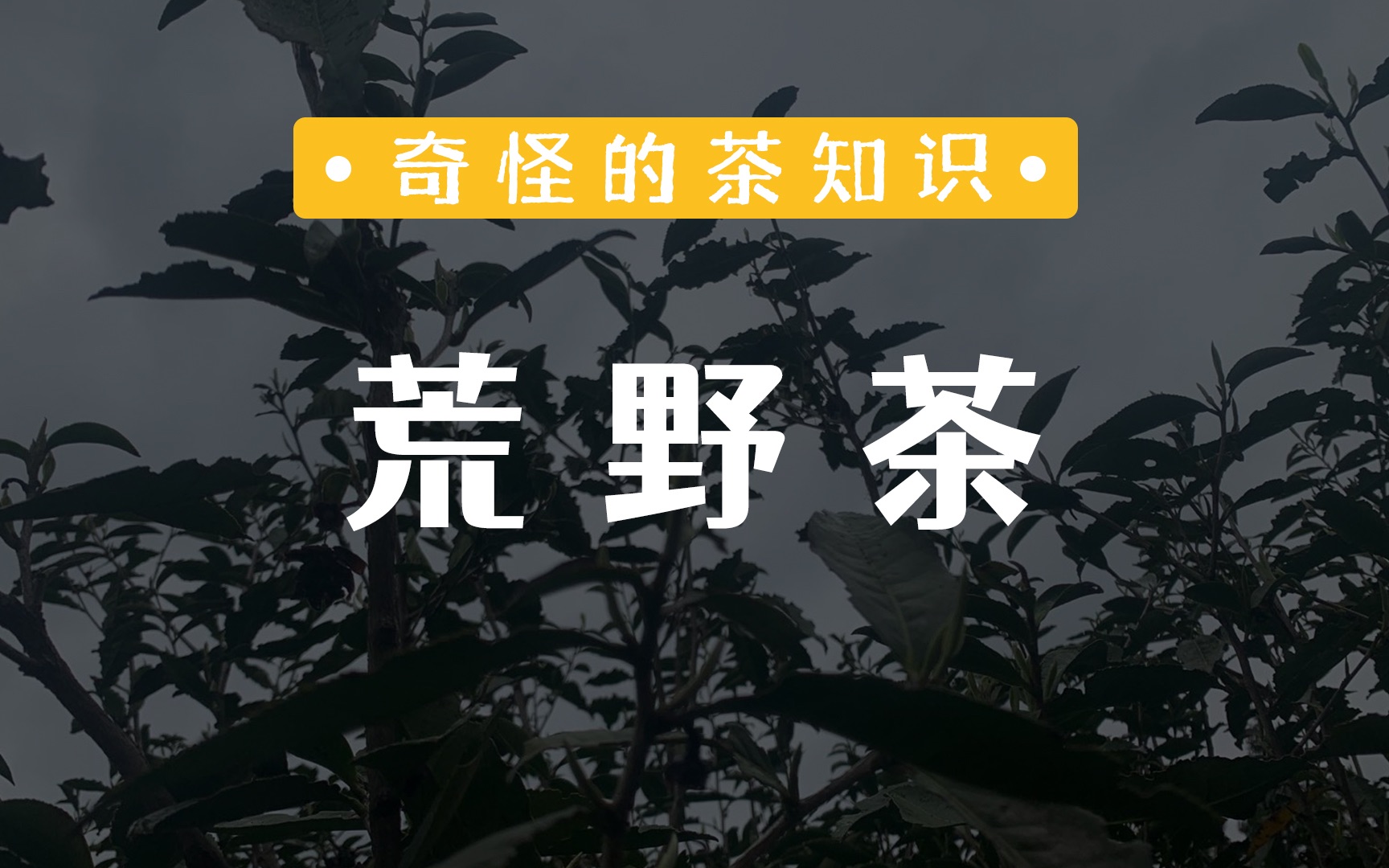 荒野茶,不是抛荒,也不是野生茶哔哩哔哩bilibili