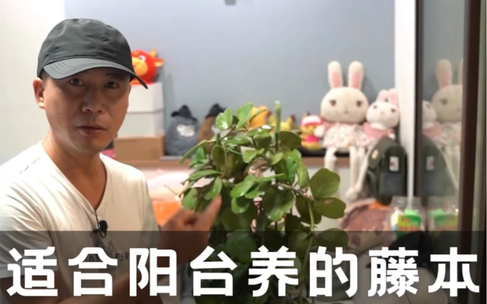 适合阳台养的藤本植物,散射光就能养开花,一个月不浇水都死不了哔哩哔哩bilibili