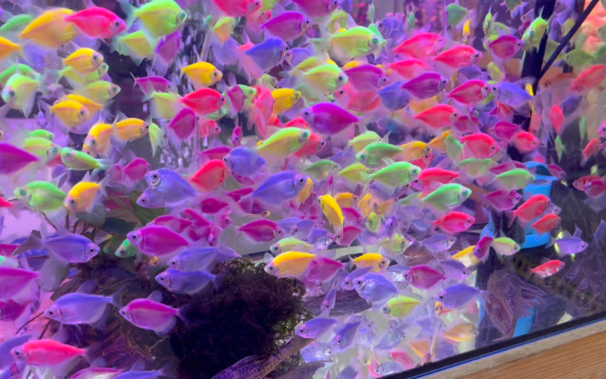 五彩缤纷的小鱼