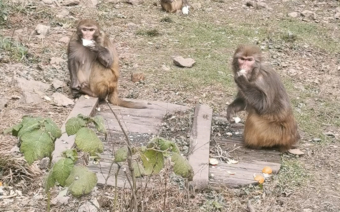 贵阳黔灵山的猴子