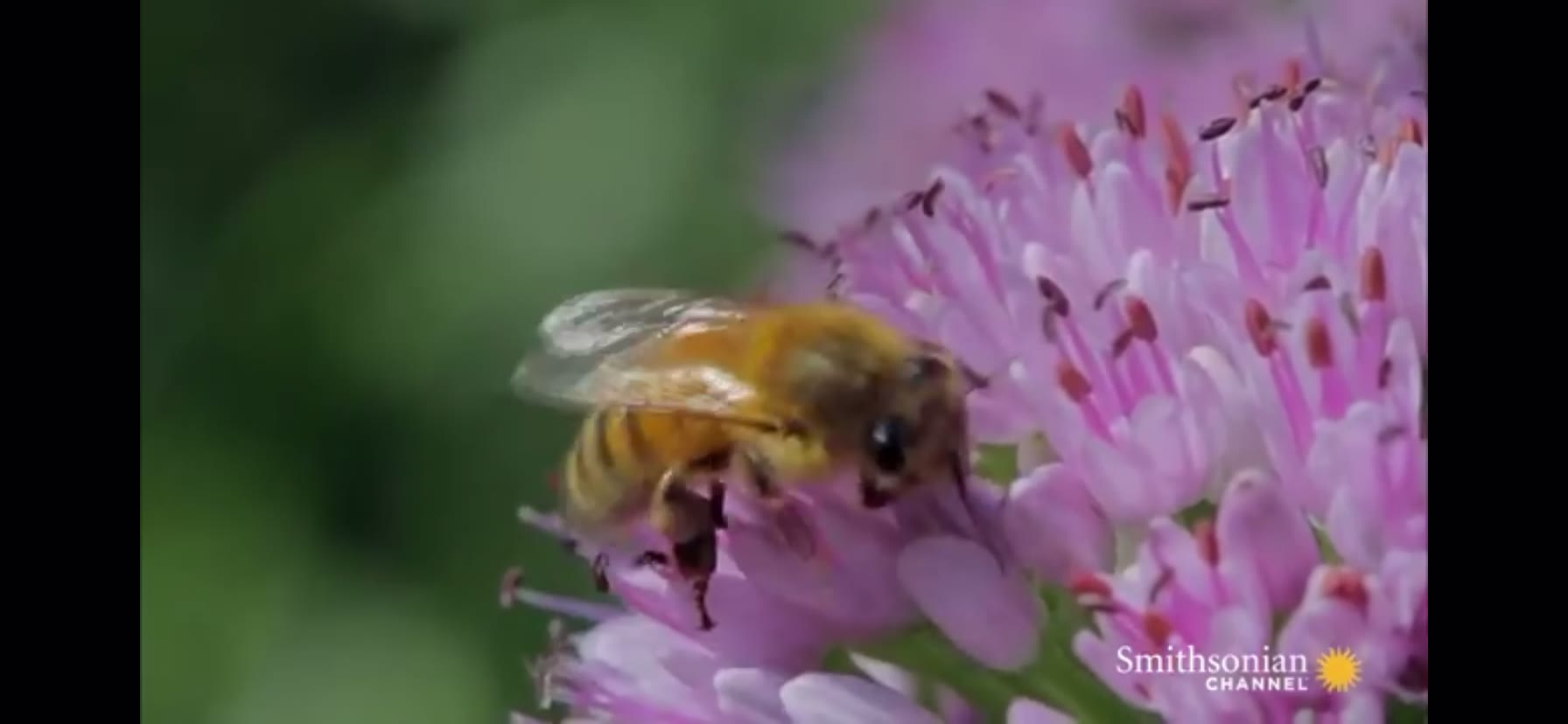 [图]honeybee waggle dance