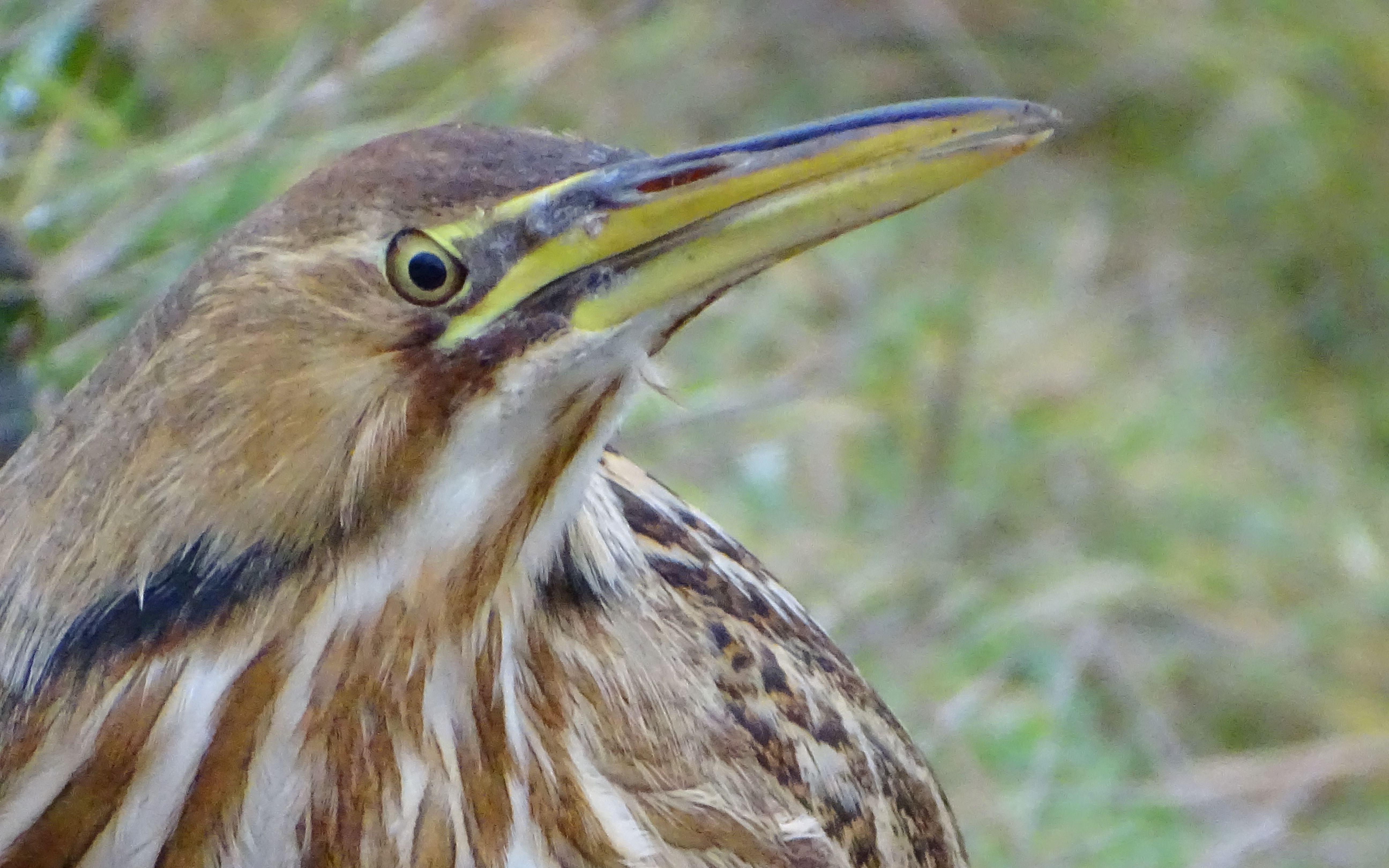 北美野生动物档案 #2:美洲麻鳽 american bittern (b