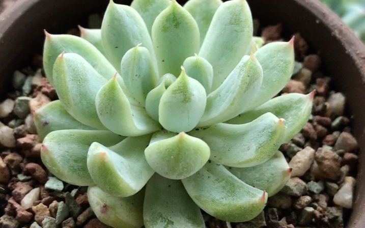 多肉植物白线echeveriawhiteline原产于中美洲半沙漠地区从墨西哥到中