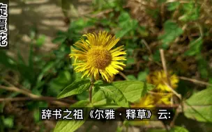 Video herunterladen: 旋覆花是一味古老的药材，《神农本草经》就有记载，花朵跟菊花相像