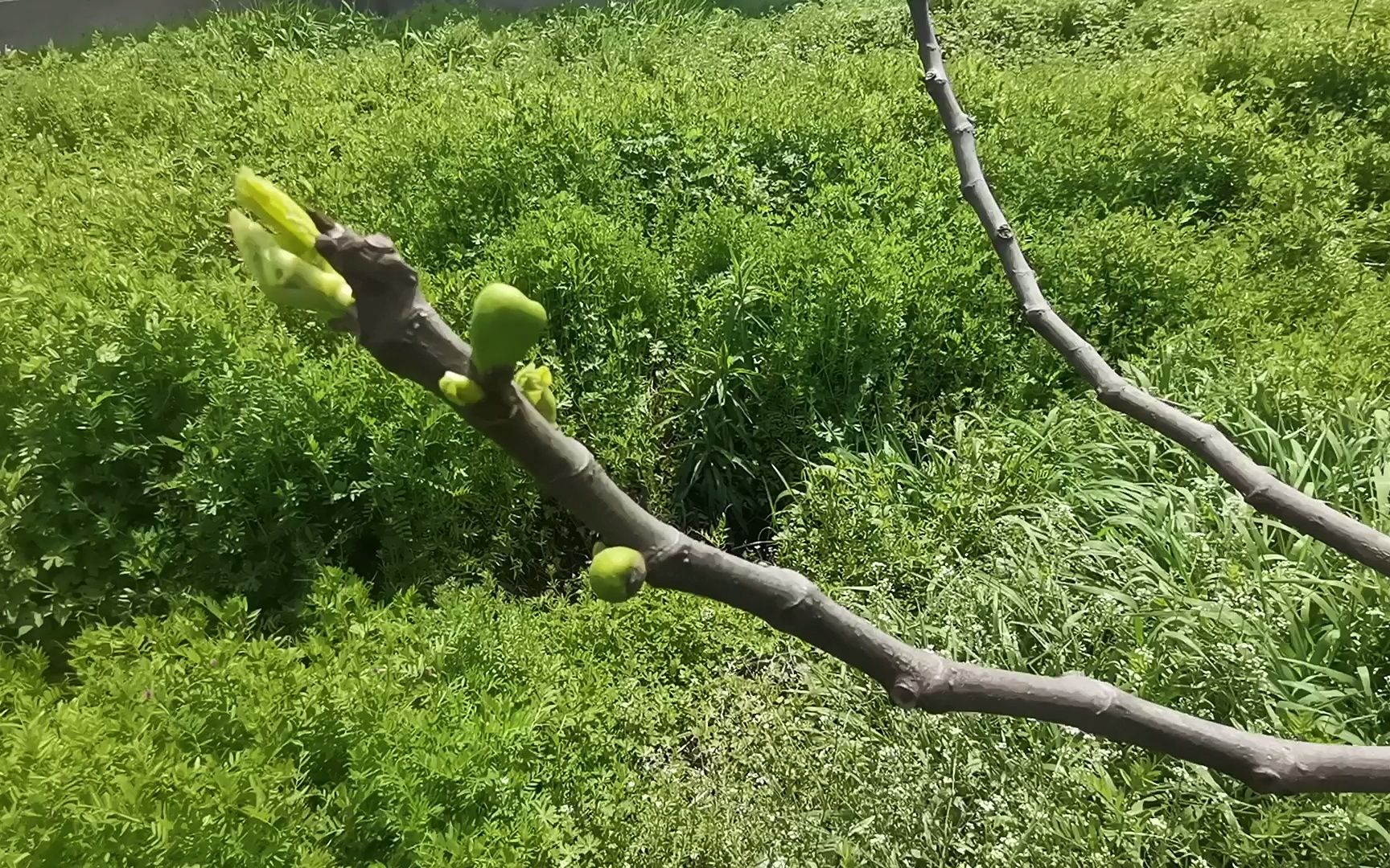 这种不开花不长叶子就能结果的无花果树,我真是太爱了!哔哩哔哩bilibili