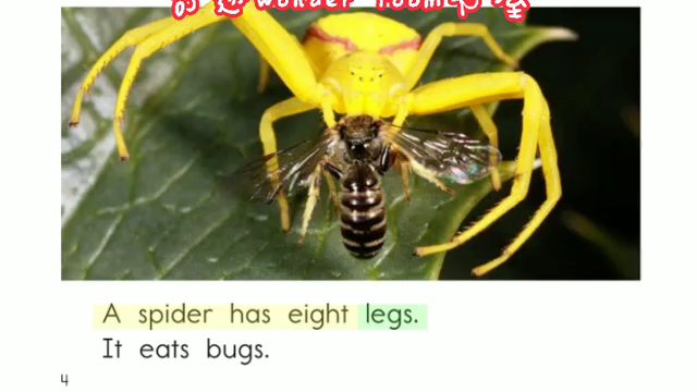 [图]C-03 All about Spiders