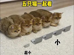 Tải video: 你见过五只猫一起看电视吗？