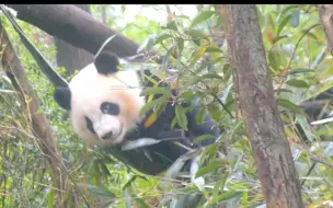 Download Video: 萌多多突然宠溺的望向游客太宠粉了……躺在吊床吃竹子可爱多太会享受