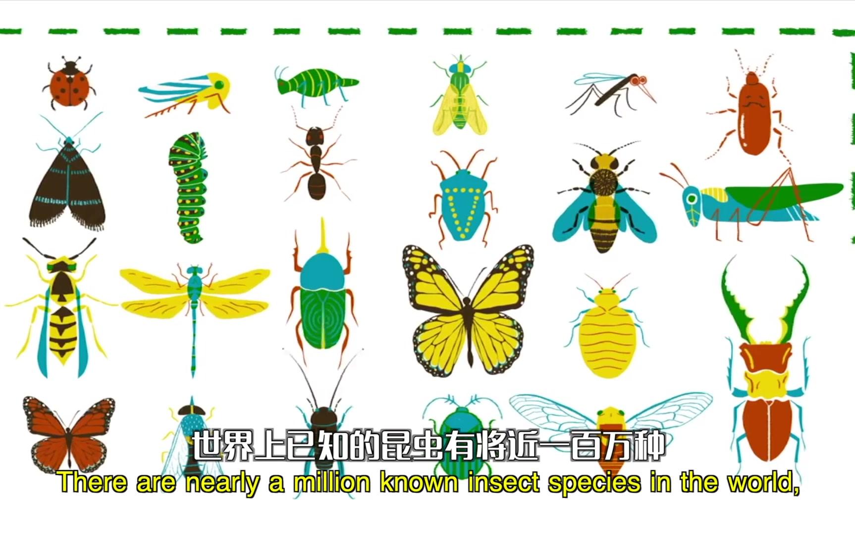 「快科普/4P」一种简单的方法来区分昆虫 / A simple way to tell insects apart哔哩哔哩bilibili