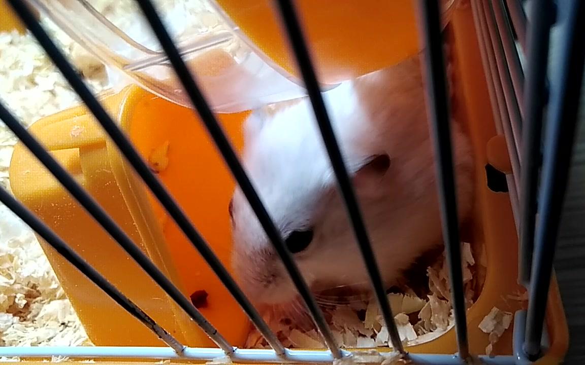 【仓鼠】痊愈后努力长胖的泰瑞尔_哔哩哔哩_bilibili