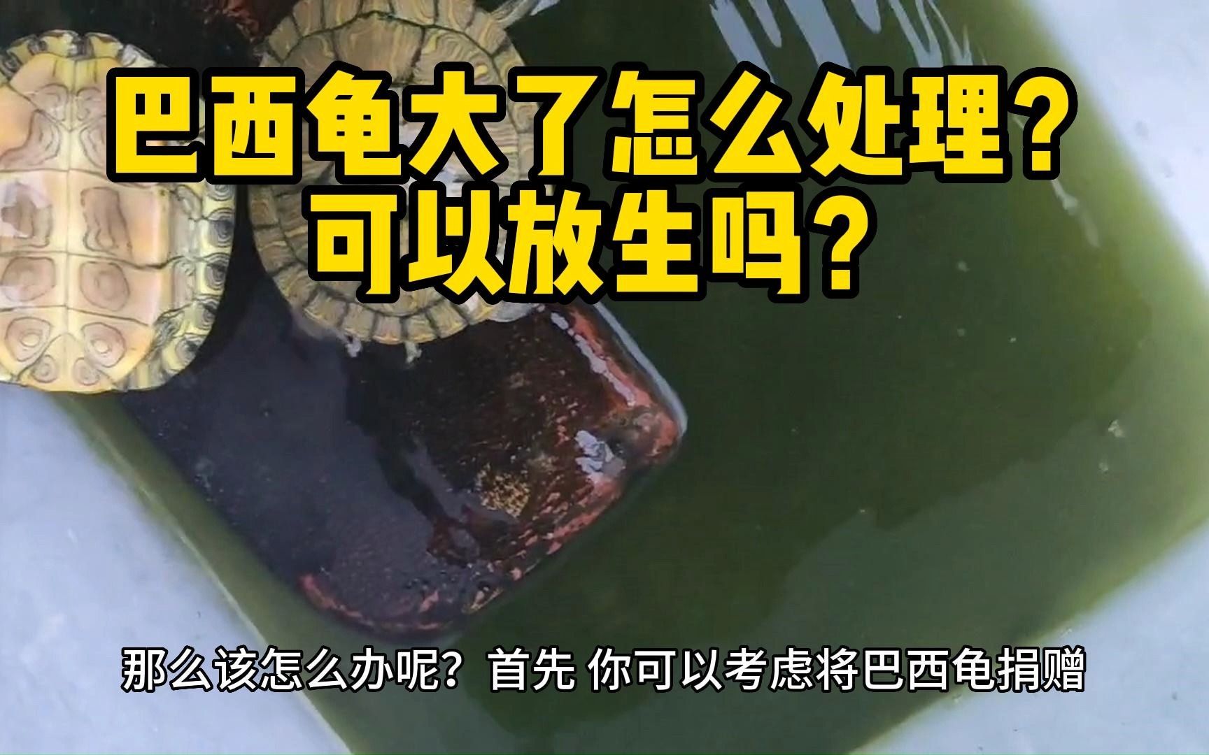 巴西龟大了怎么处理?可以放生吗?