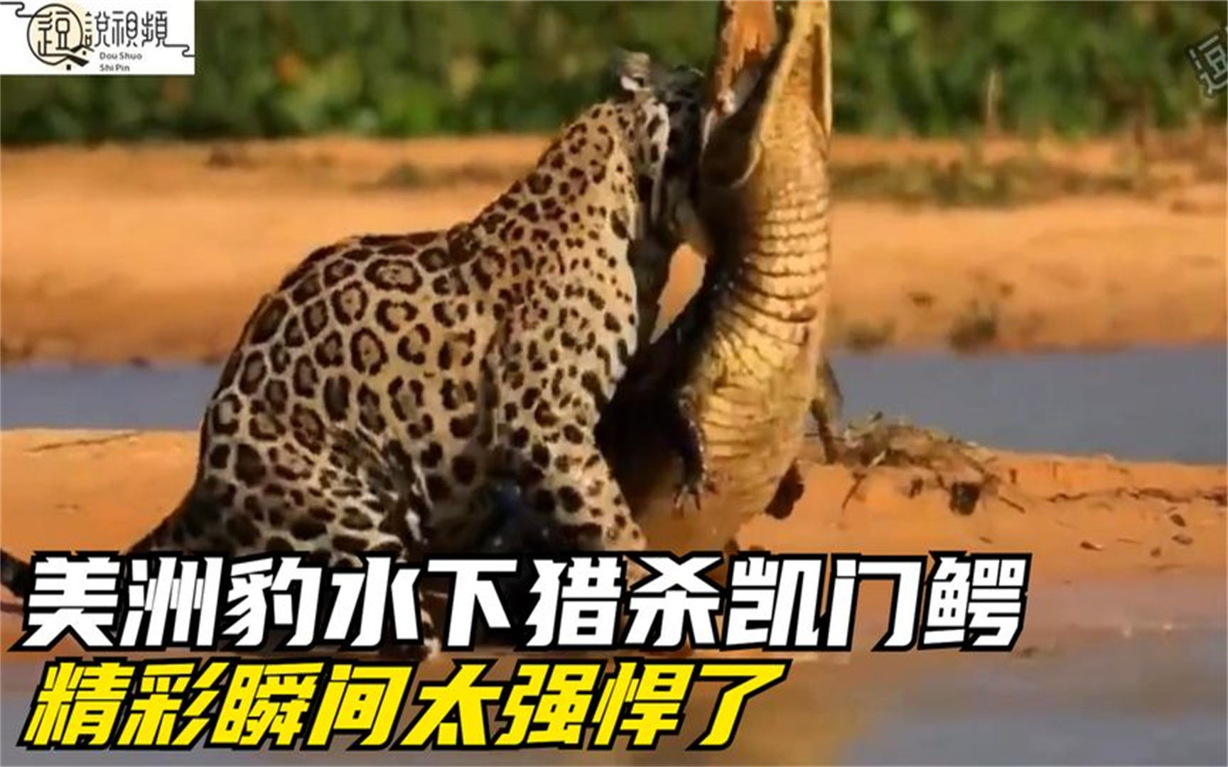 美洲豹水下猎杀凯门鳄,镜头记录下精彩瞬间,太强悍了