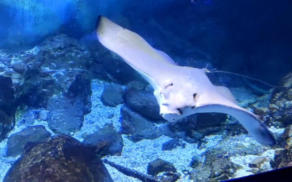 海洋馆的鳐鱼和鲨鱼