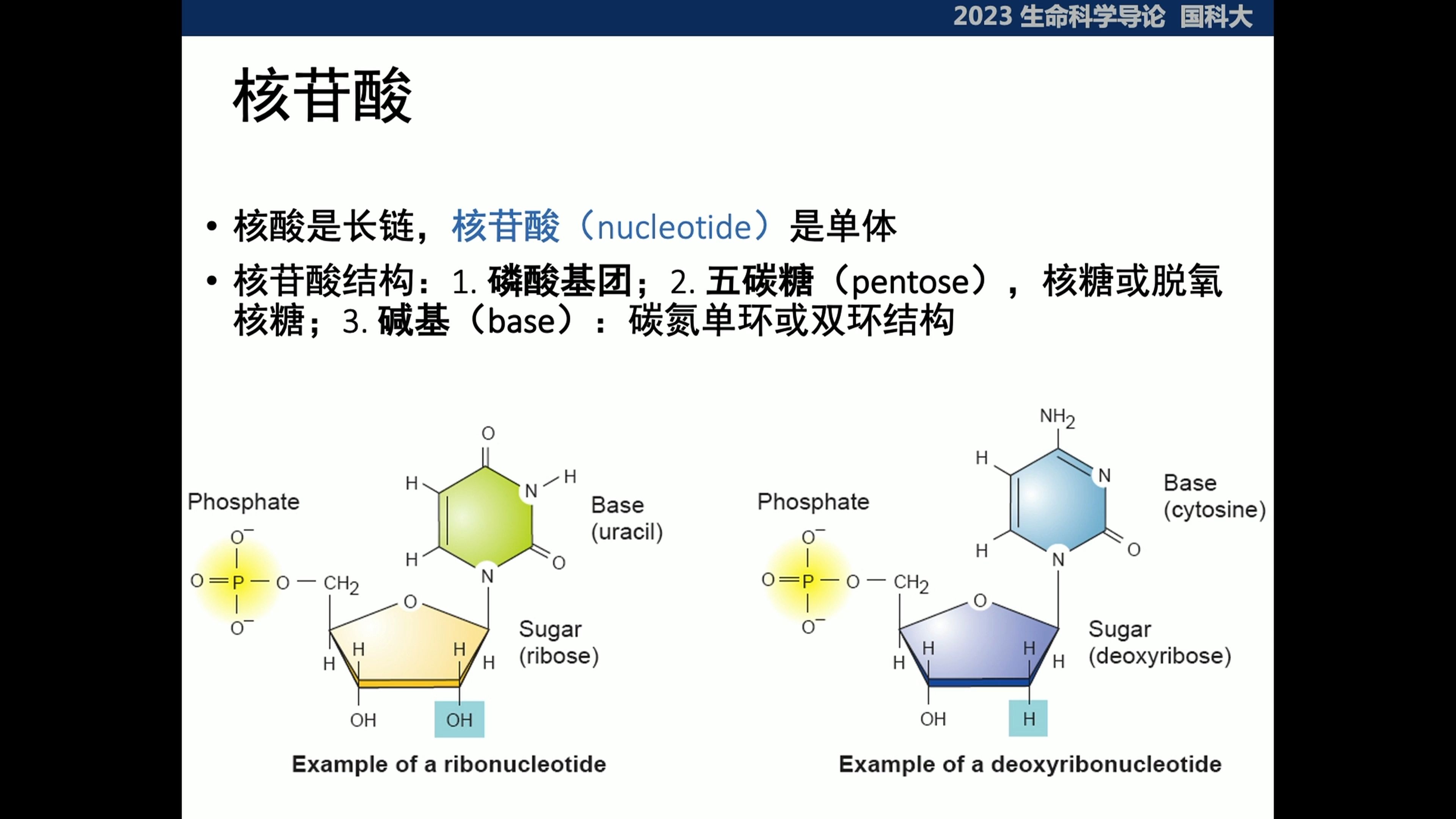 3.1【国科大本科课程】生命科学导论-ppt视频