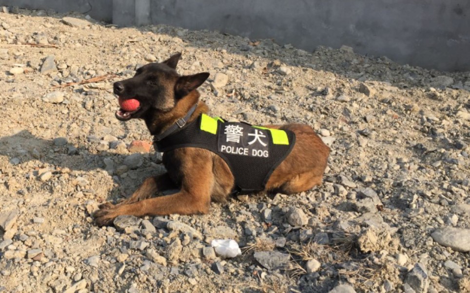 活动作品小萨摩耶把退休警犬沧海当成妈妈了